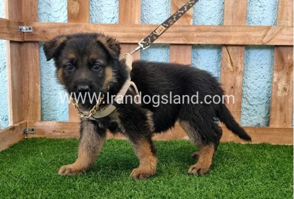 ---german-shepherd-85_1