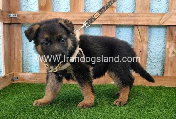 ---german-shepherd-85_2