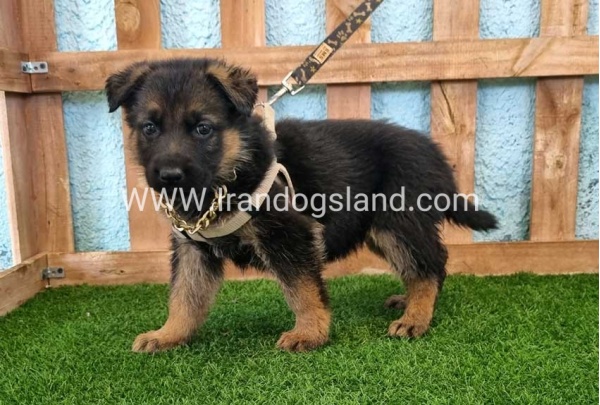 ---german-shepherd-85_3