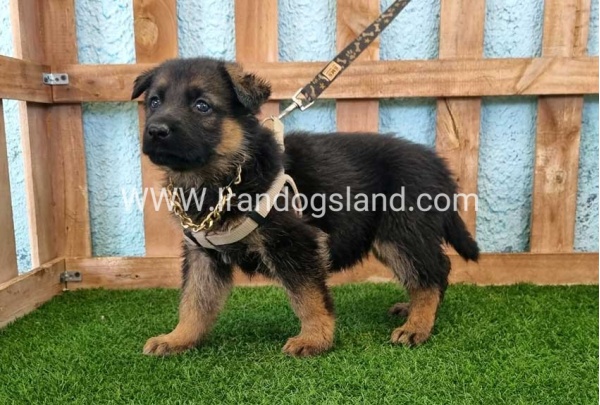 ---german-shepherd-85_4
