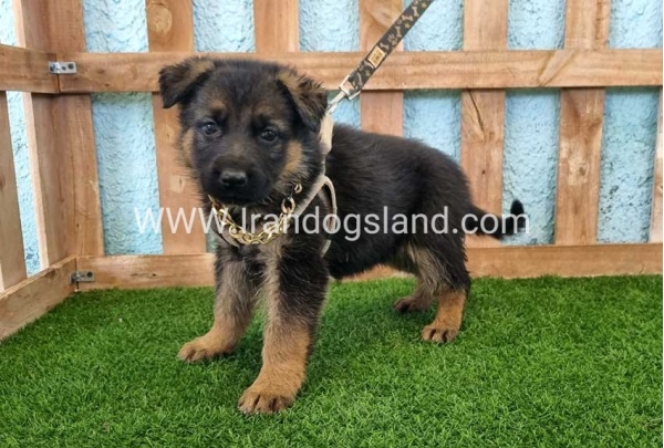 ---german-shepherd-85_5
