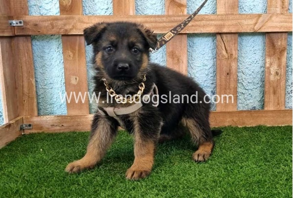 ---german-shepherd-85_6