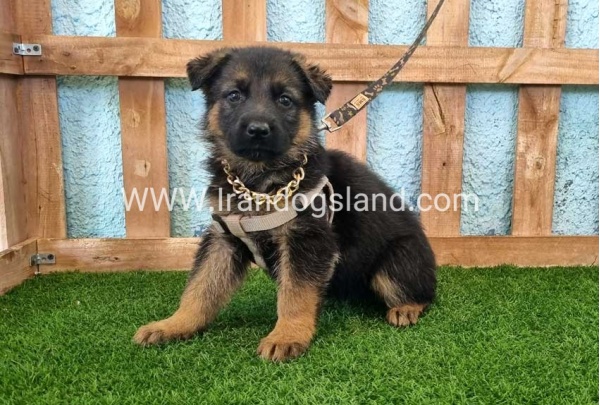 ---german-shepherd-85_7