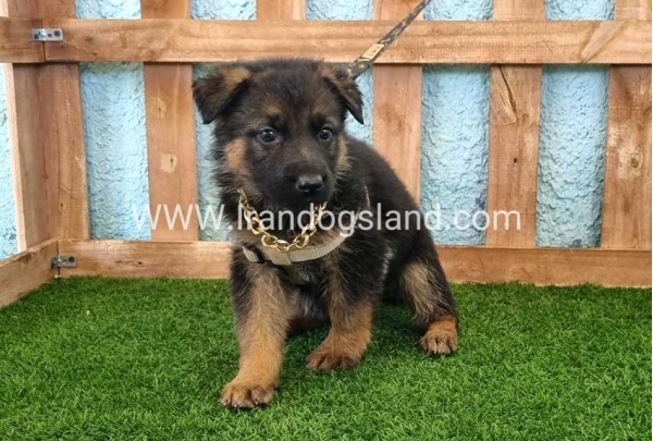 ---german-shepherd-85_8