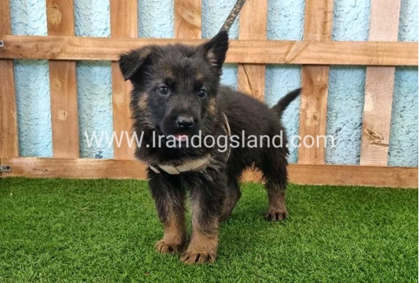 ---german-shepherd-86_1