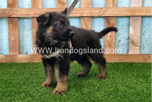 ---german-shepherd-86_10