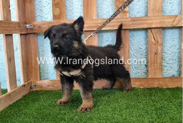 ---german-shepherd-86_11