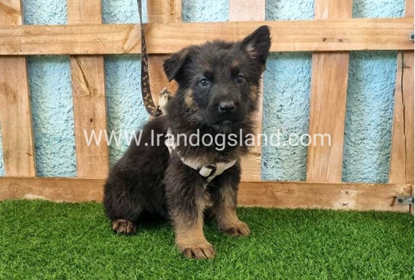 ---german-shepherd-86_2