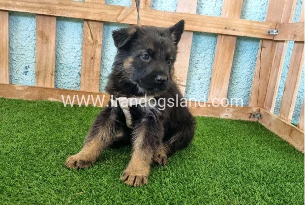 ---german-shepherd-86_3