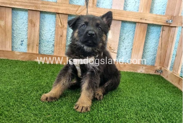 ---german-shepherd-86_4