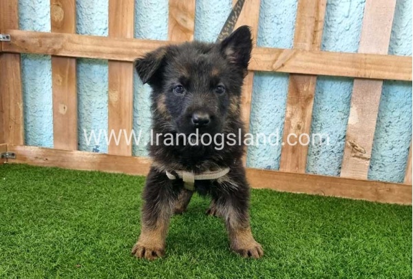 ---german-shepherd-86_5