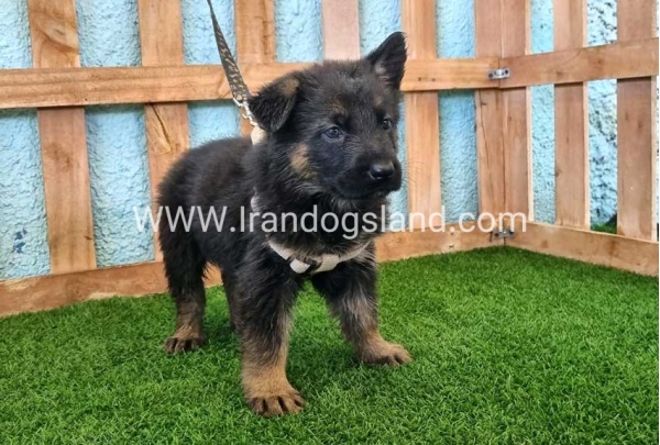 ---german-shepherd-86_6