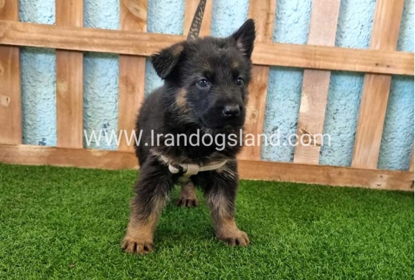 ---german-shepherd-86_7