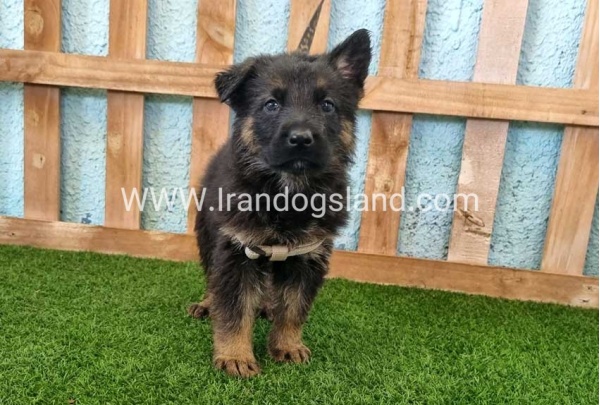 ---german-shepherd-86_8