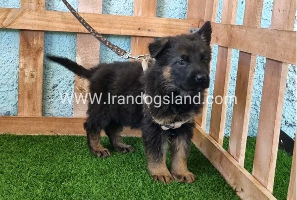 ---german-shepherd-86_9