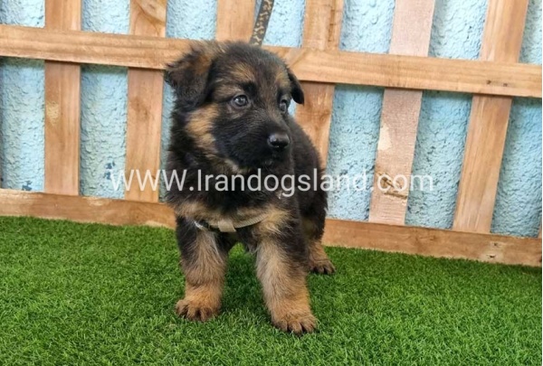 ---german-shepherd-87_1