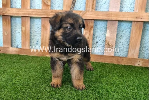 ---german-shepherd-87_10