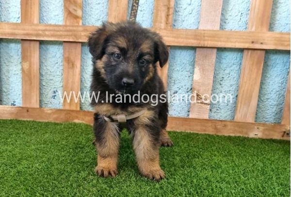 ---german-shepherd-87_11