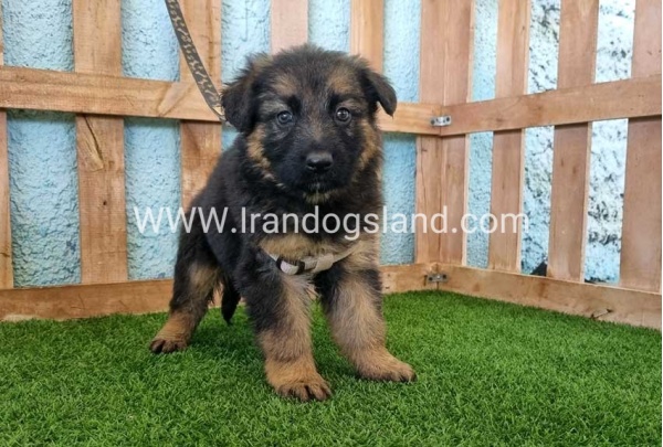 ---german-shepherd-87_12