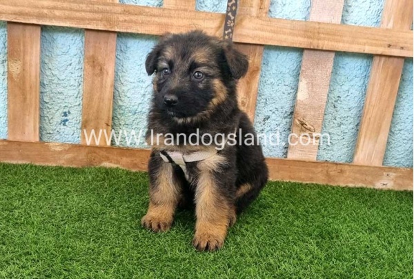---german-shepherd-87_2