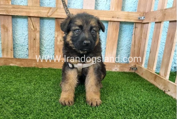 ---german-shepherd-87_3
