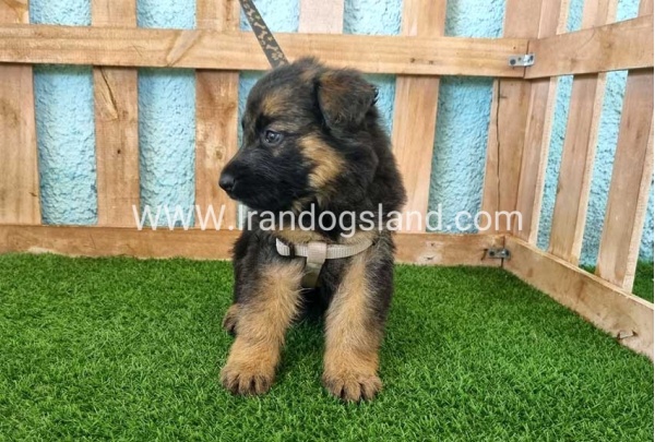 ---german-shepherd-87_4