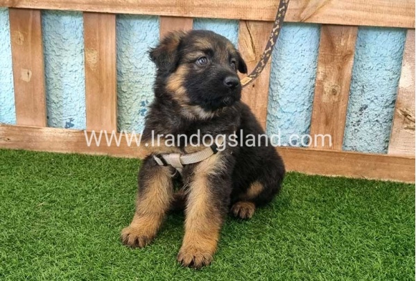 ---german-shepherd-87_5