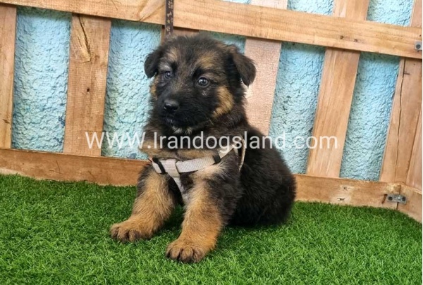 ---german-shepherd-87_7