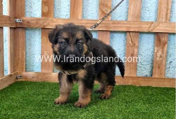 ---german-shepherd-87_8