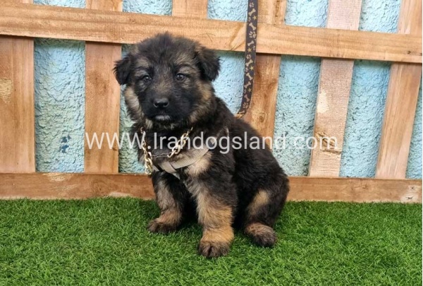 ---german-shepherd-88_1