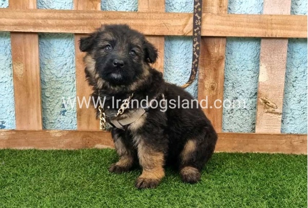 ---german-shepherd-88_10
