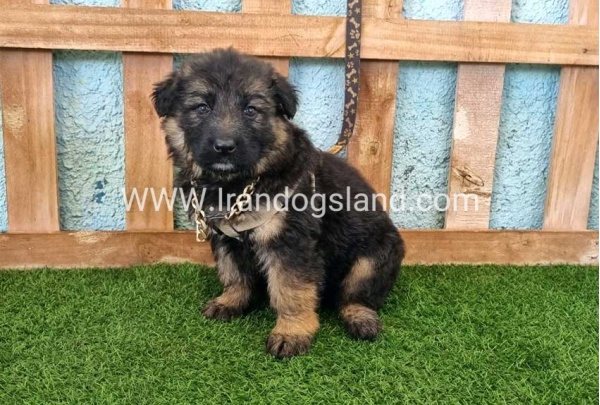 ---german-shepherd-88_11