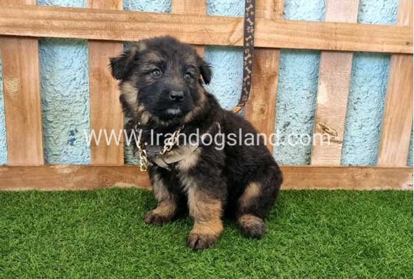 ---german-shepherd-88_12