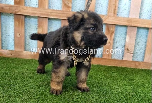 ---german-shepherd-88_2