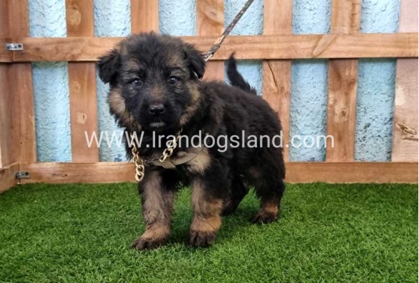 ---german-shepherd-88_4