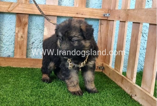 ---german-shepherd-88_5