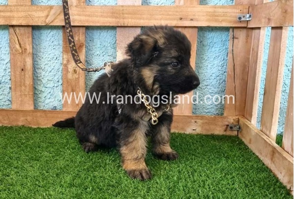 ---german-shepherd-88_8