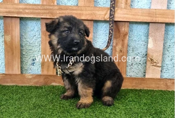 ---german-shepherd-88_9