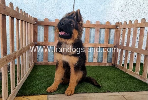 ---german-shepherd-89_1