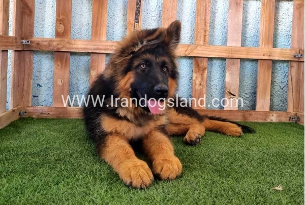 ---german-shepherd-89_10
