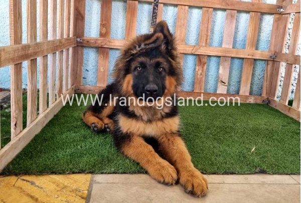 ---german-shepherd-89_11