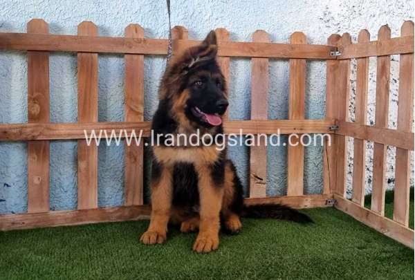 ---german-shepherd-89_12