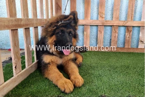---german-shepherd-89_13