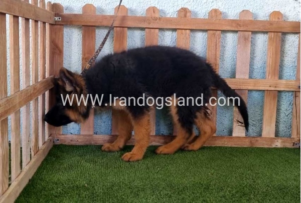---german-shepherd-89_14