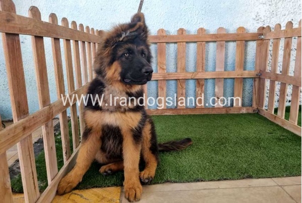 ---german-shepherd-89_15