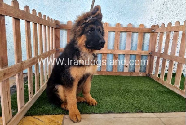 ---german-shepherd-89_16
