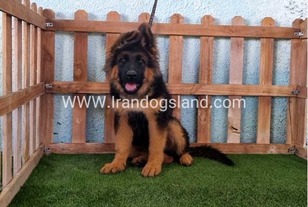 ---german-shepherd-89_2