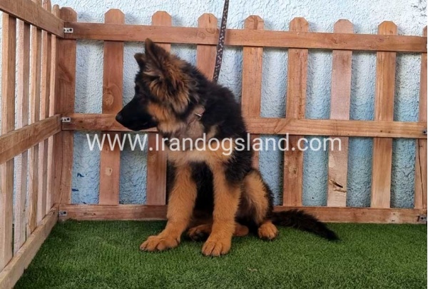 ---german-shepherd-89_3