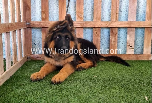 ---german-shepherd-89_4