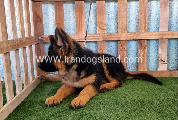 ---german-shepherd-89_5